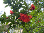 石榴花