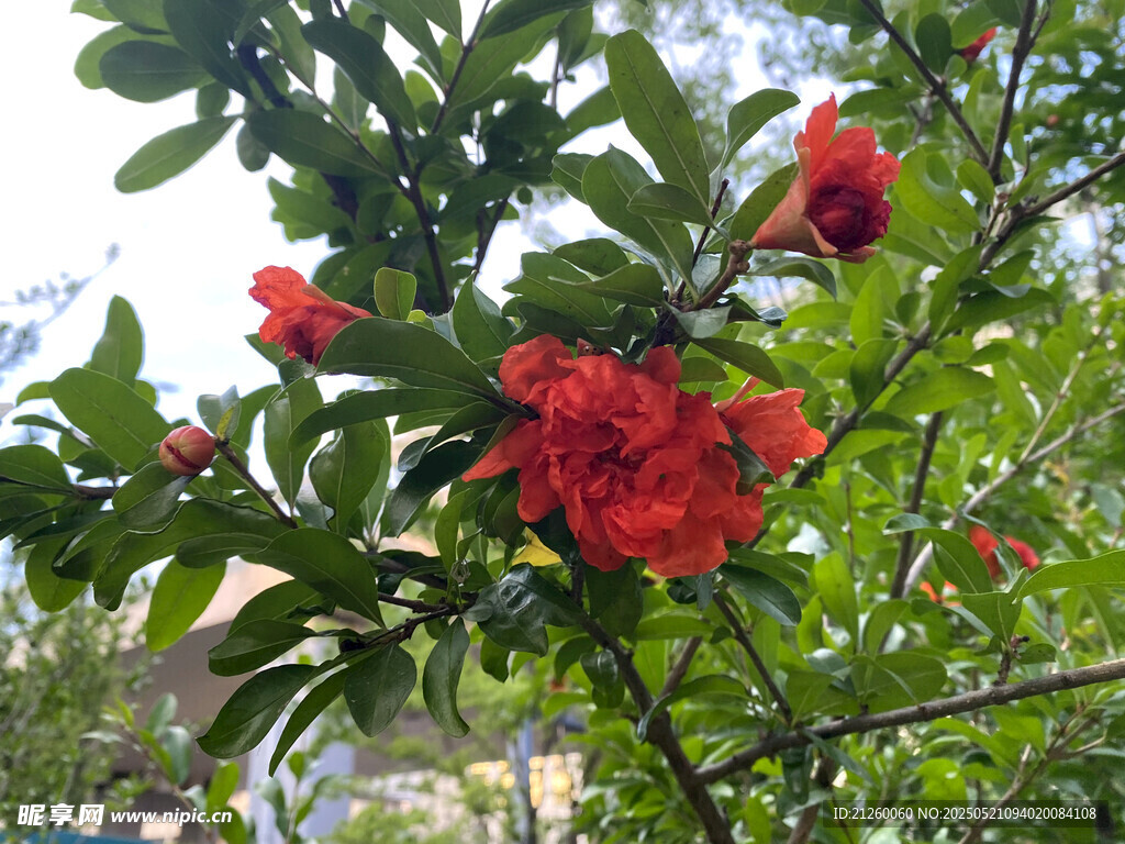 石榴花
