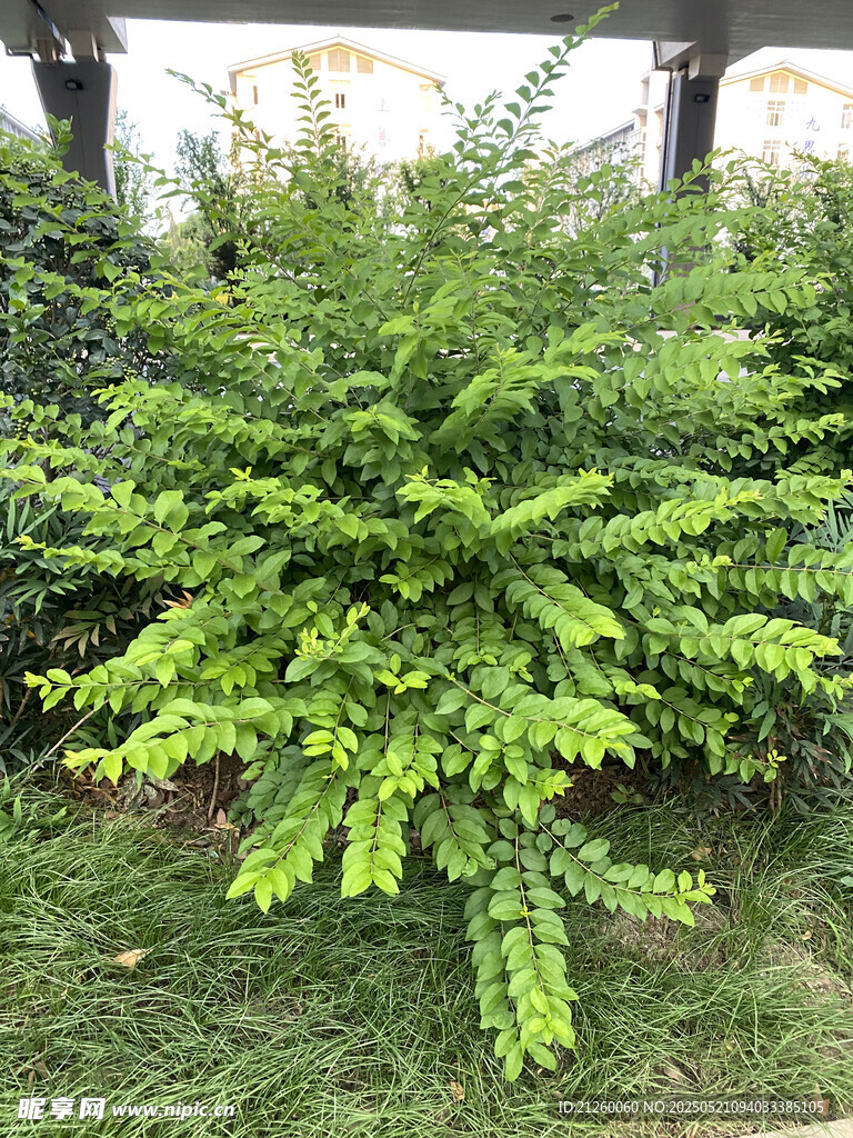 木蓝