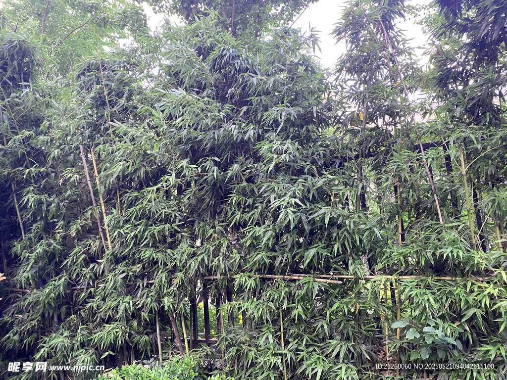 茂密竹林绿意盎然