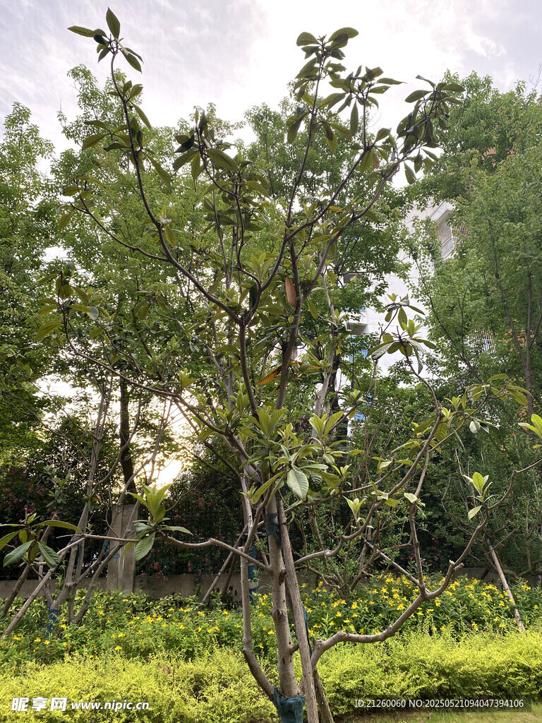 枇杷树
