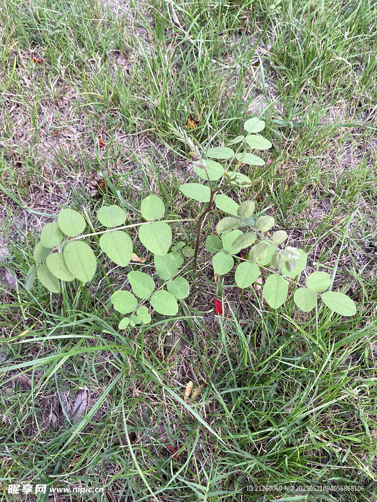 木蓝树