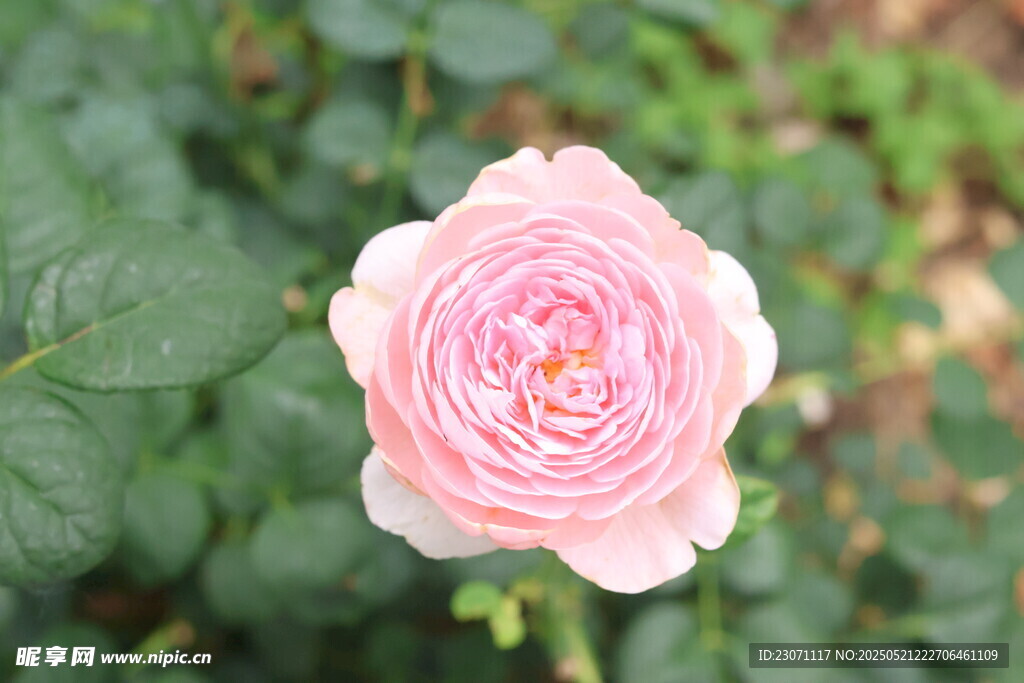 月季花