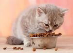 灰猫专注进食猫粮