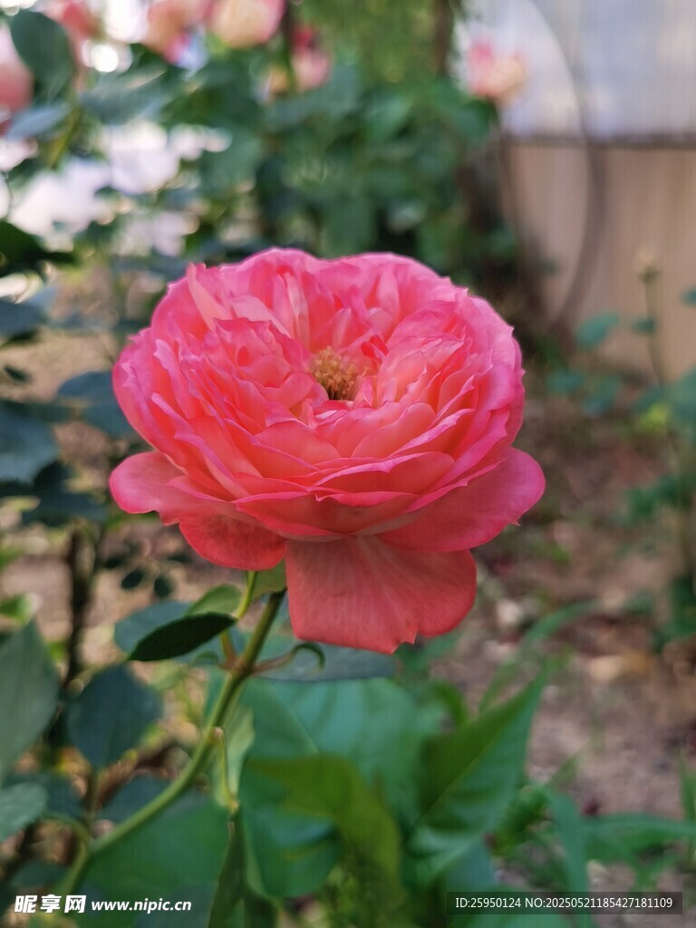 娇艳盛开的粉色月季花
