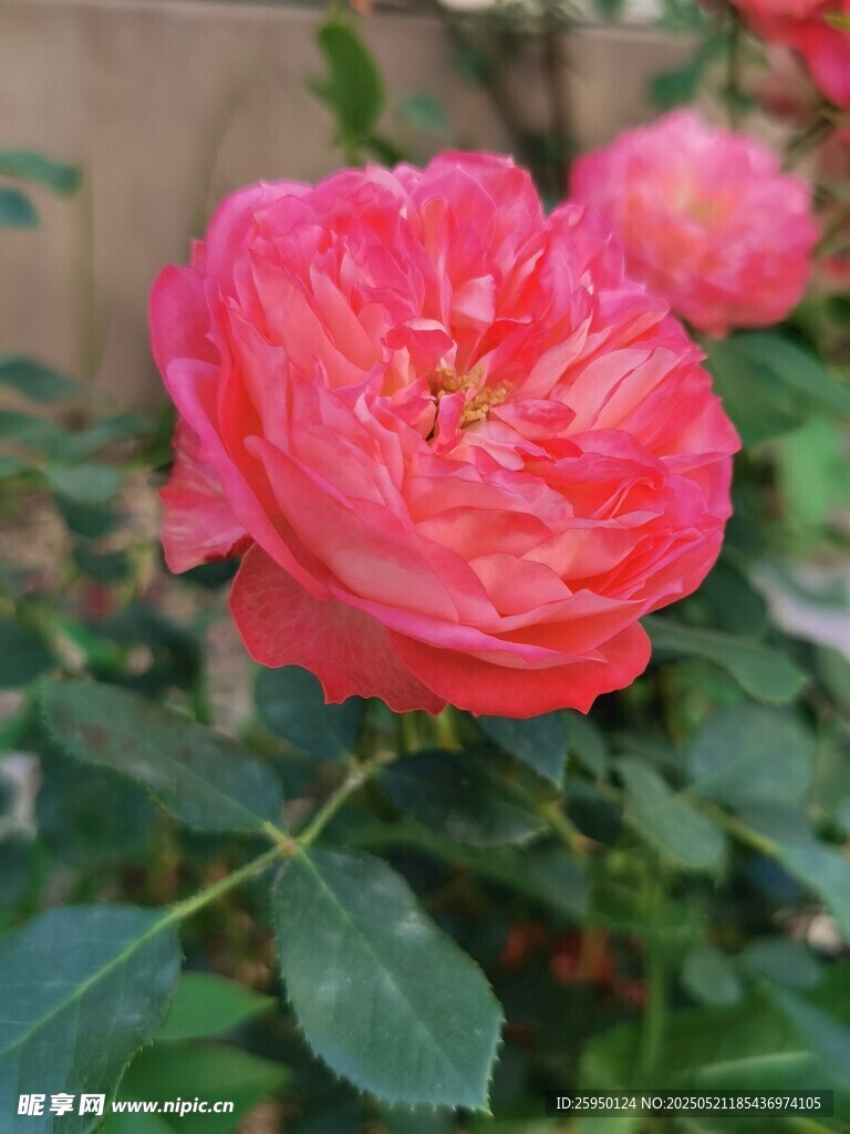 娇艳盛开的粉红色月季花