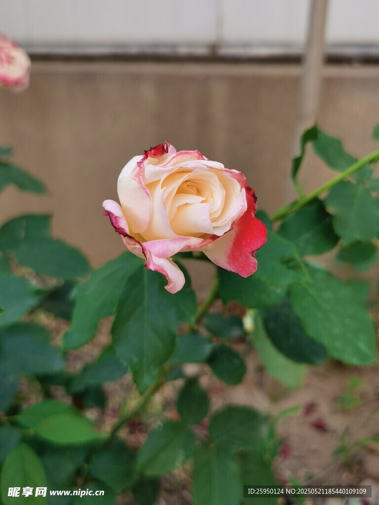 双色月季花绽放