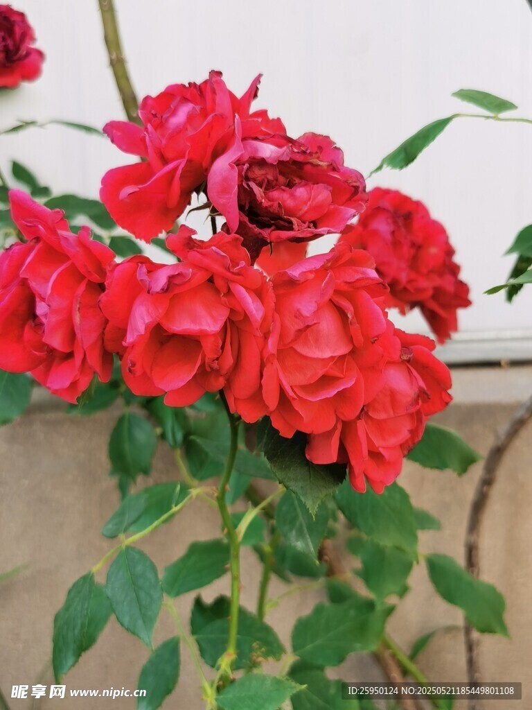 鲜艳红玫瑰绽放