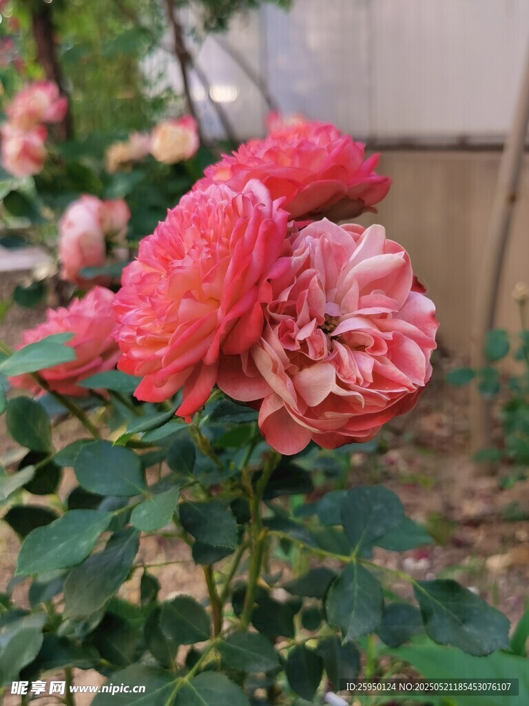 娇艳盛开的粉色月季花