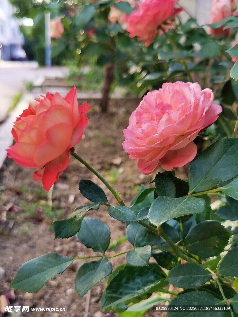 娇艳绽放的粉色月季花