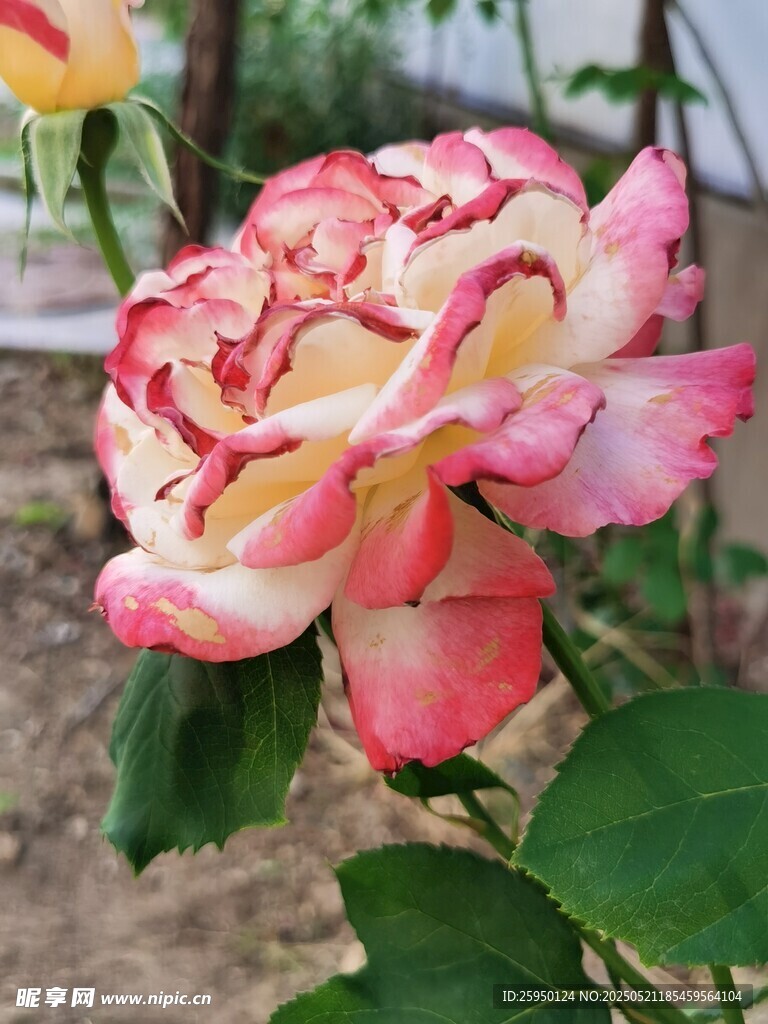 双色月季花特写