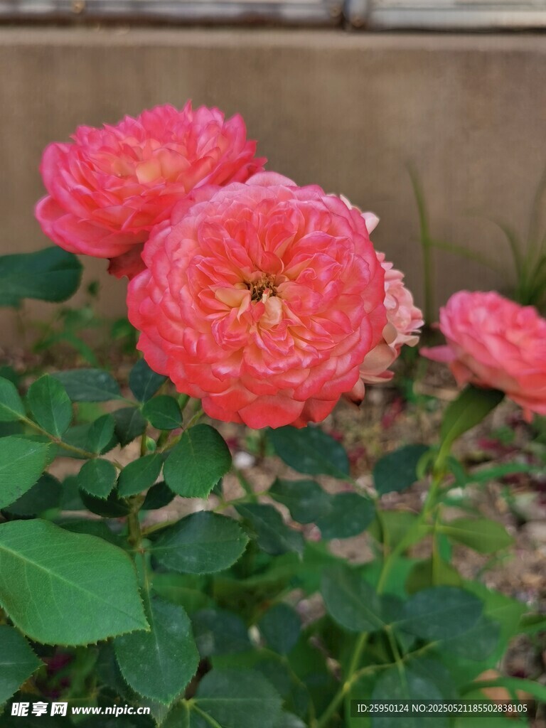 娇艳盛开的粉色月季花