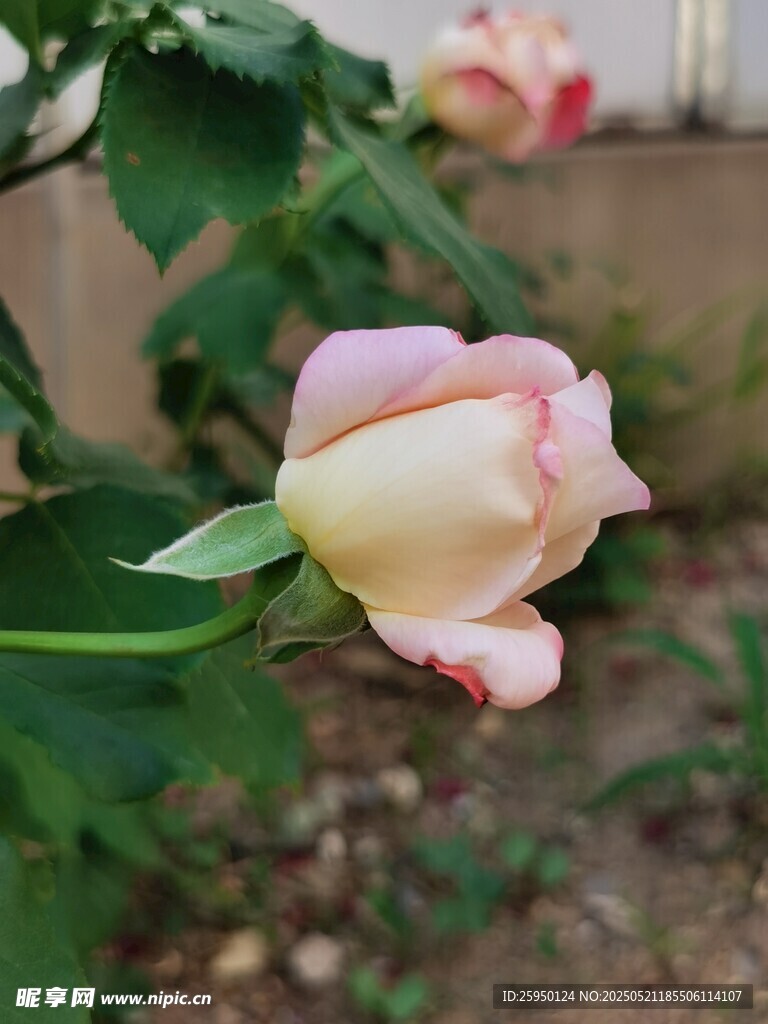 娇艳粉色月季花特写