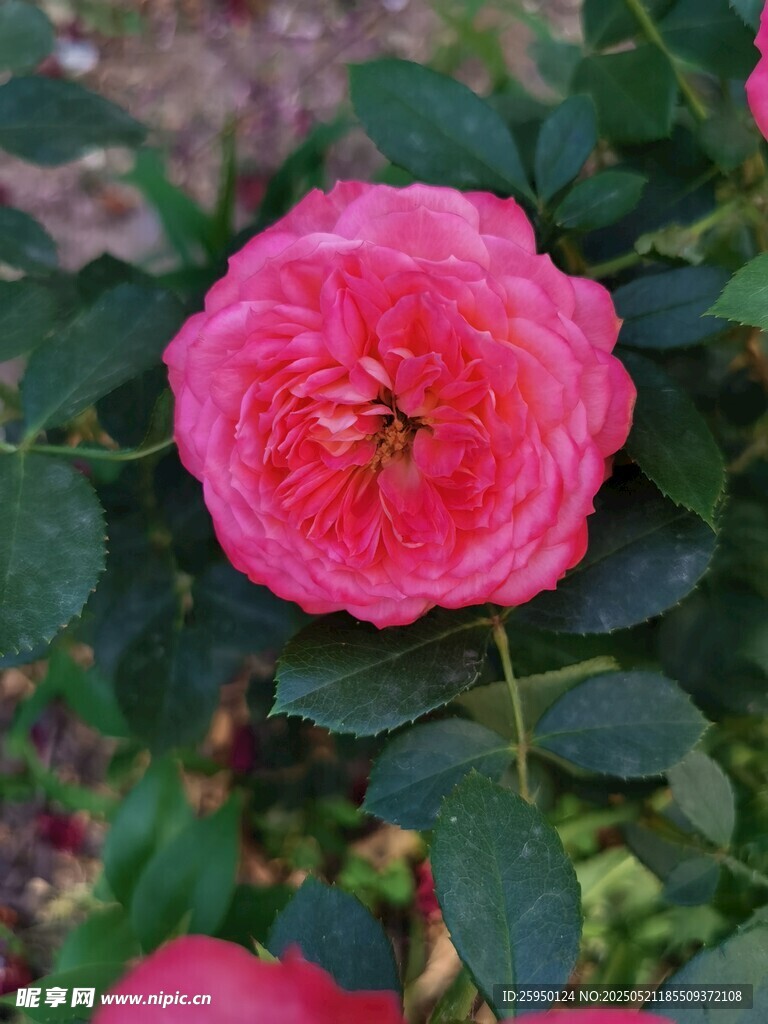 娇艳盛开的粉红色月季花