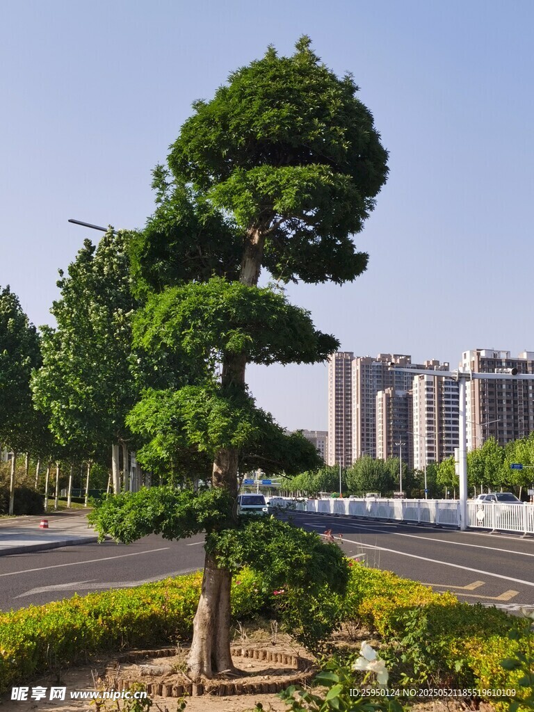 路边造型独特的景观树