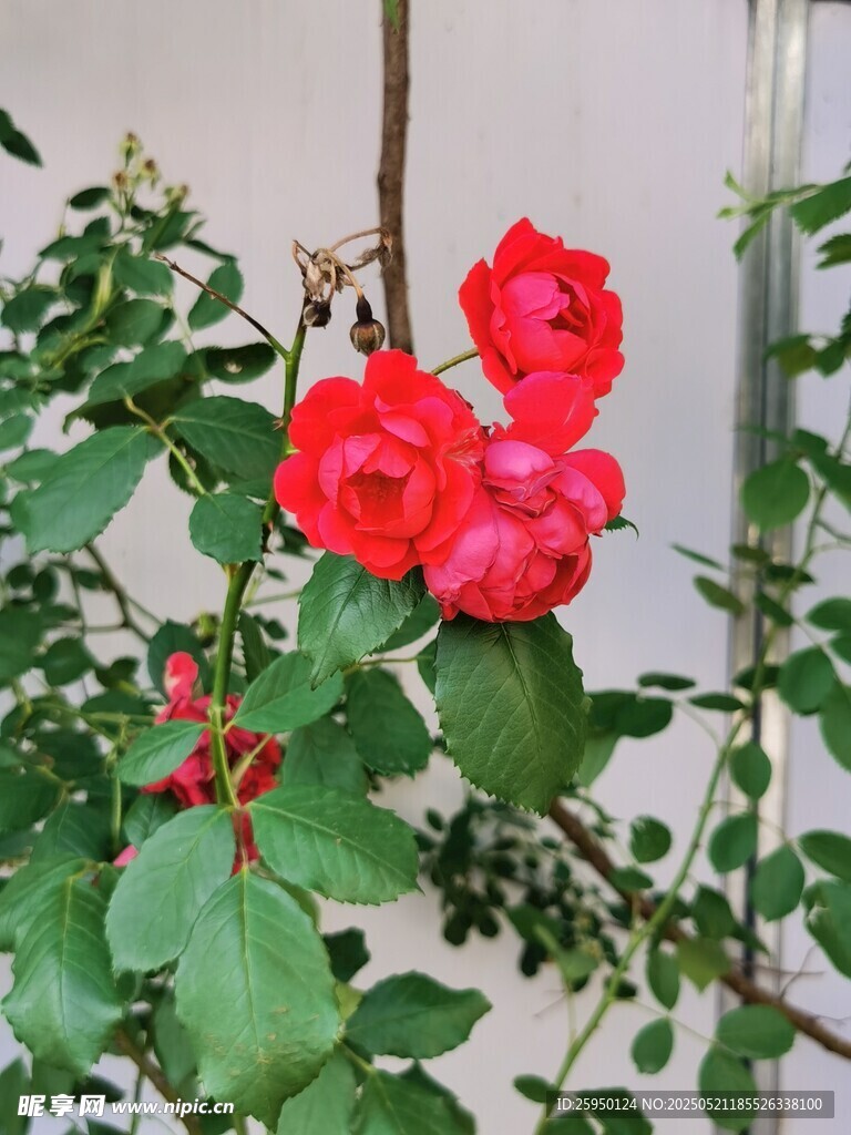 娇艳红玫瑰绽放绿叶间