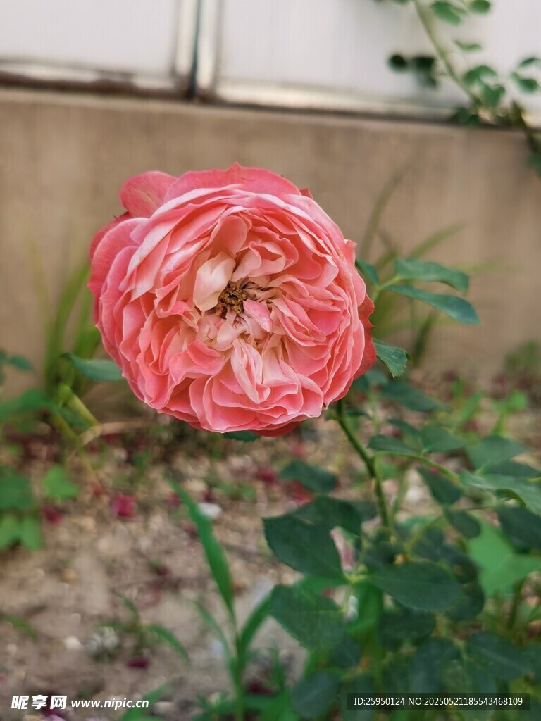 娇艳粉色月季花特写