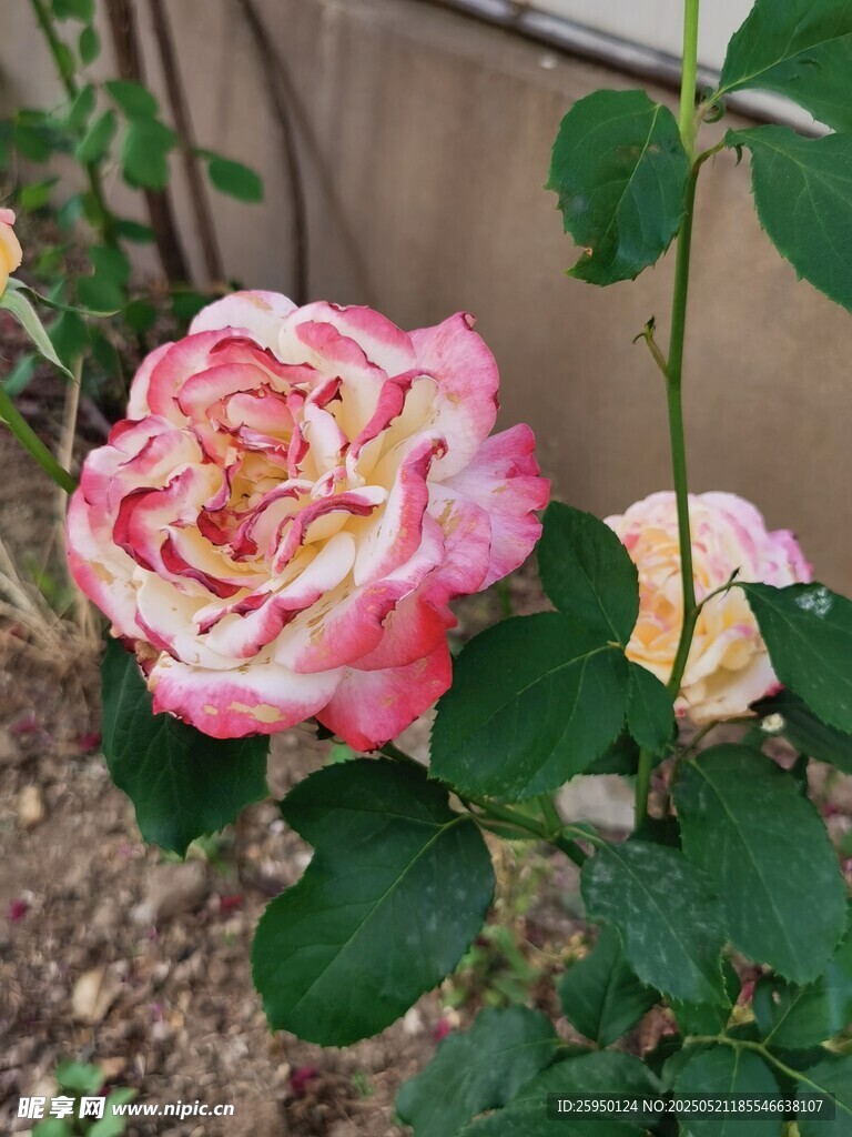 娇艳双色月季花绽放