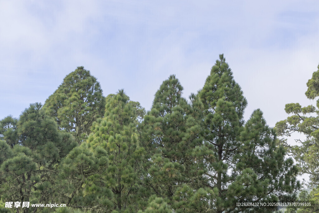茂密挺拔的绿色松树林