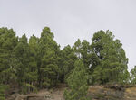 茂密松树林景观