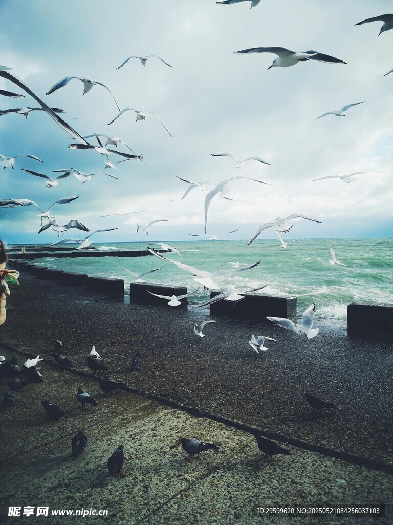 海边码头群鸟飞翔景象