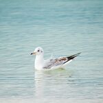 水中海鸥