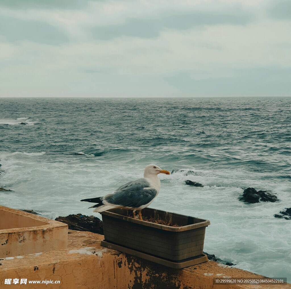 海边护栏上休憩的海鸥