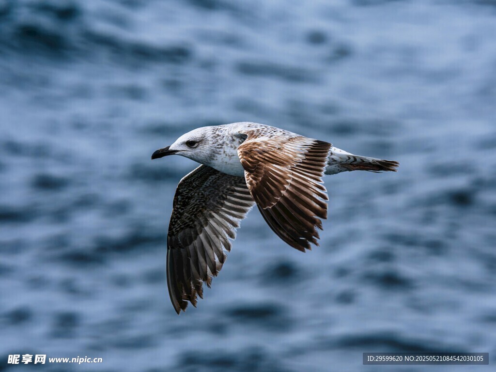 海上翱翔的海鸥