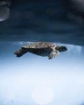 水中遨游的小海龟