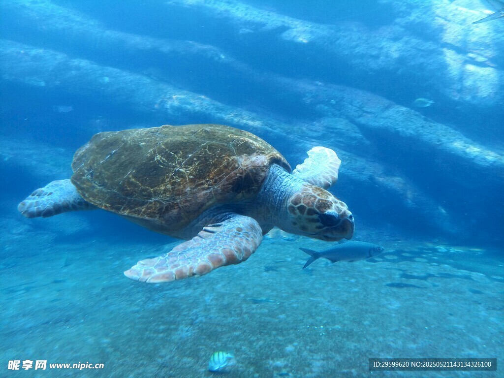 海龟在蓝色海洋中畅游