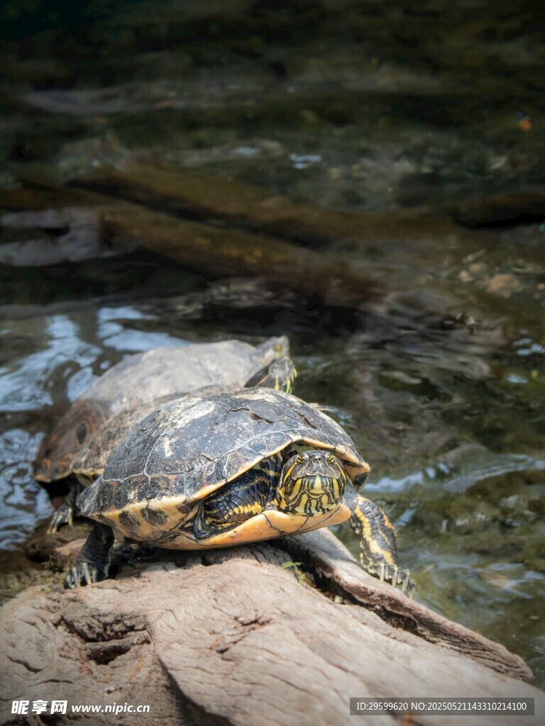 木上休憩的乌龟