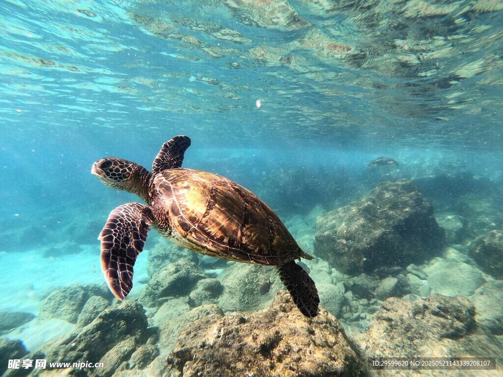 海底遨游的海龟
