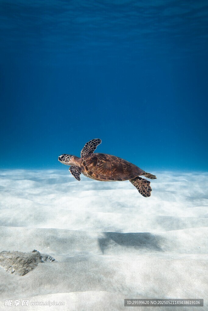 海龟在蓝色海洋中优雅游动