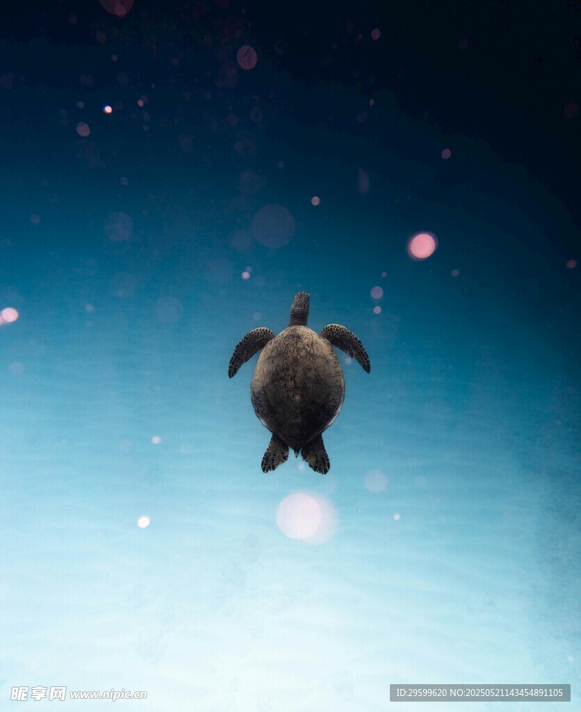 海龟在蓝天中悠然漂浮