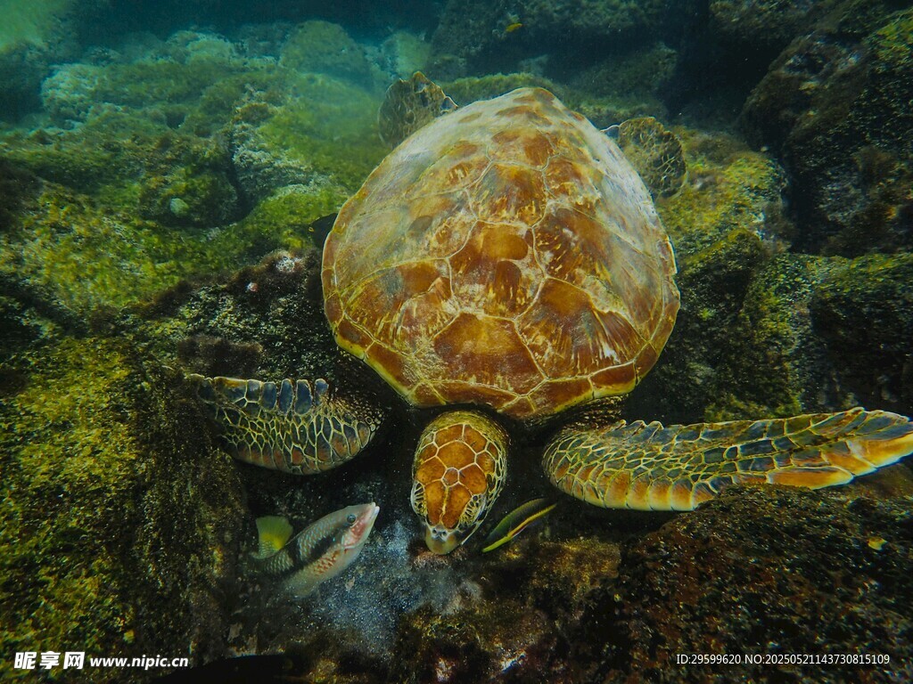 海底的海龟与小鱼共舞