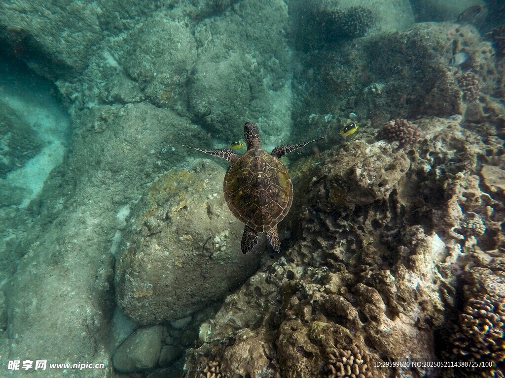 海底礁石旁的神秘生物