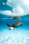 海龟在清澈海水中畅游