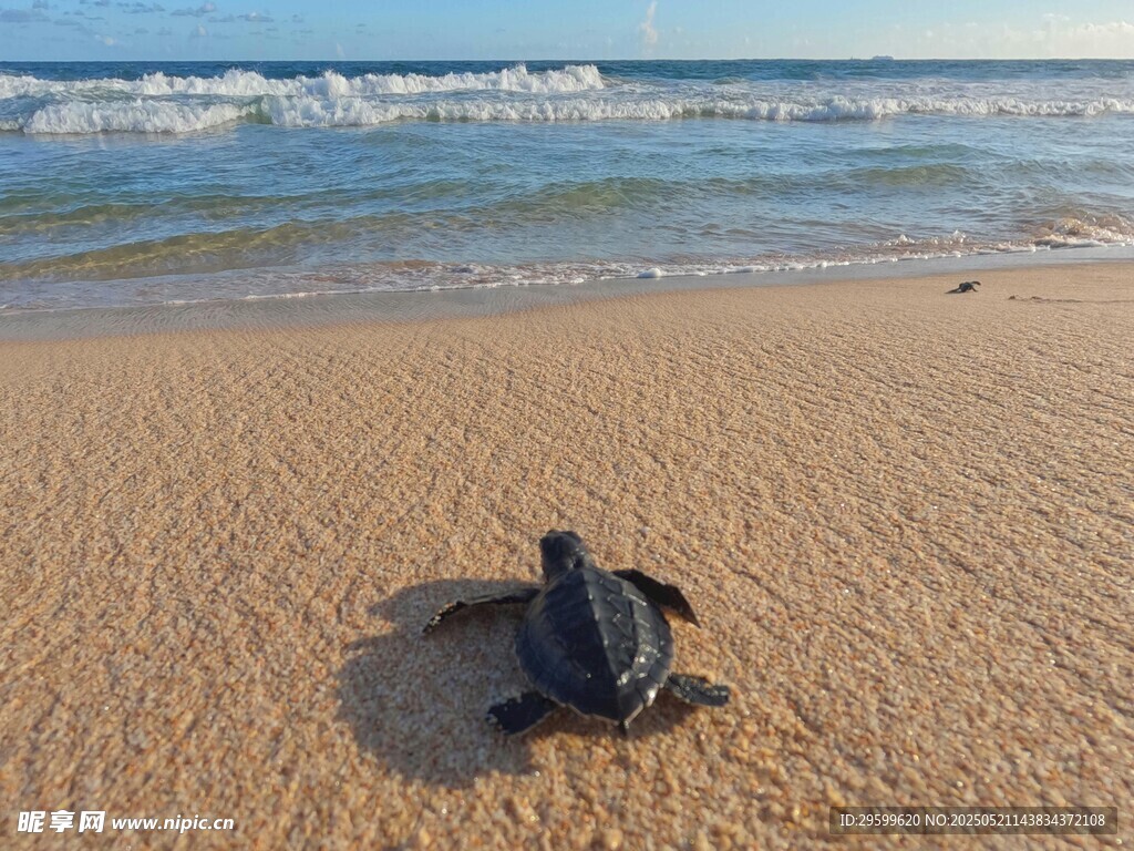 沙滩上的小海龟
