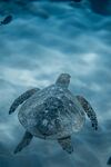 深海中的海龟遨游