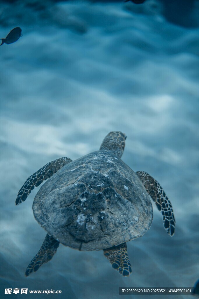 深海中的海龟遨游