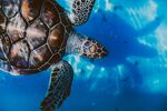 深海中的海龟遨游