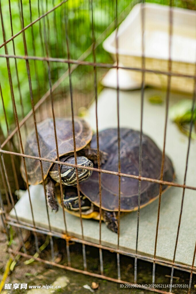 笼中双龟