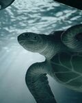 海龟在水中悠然游动