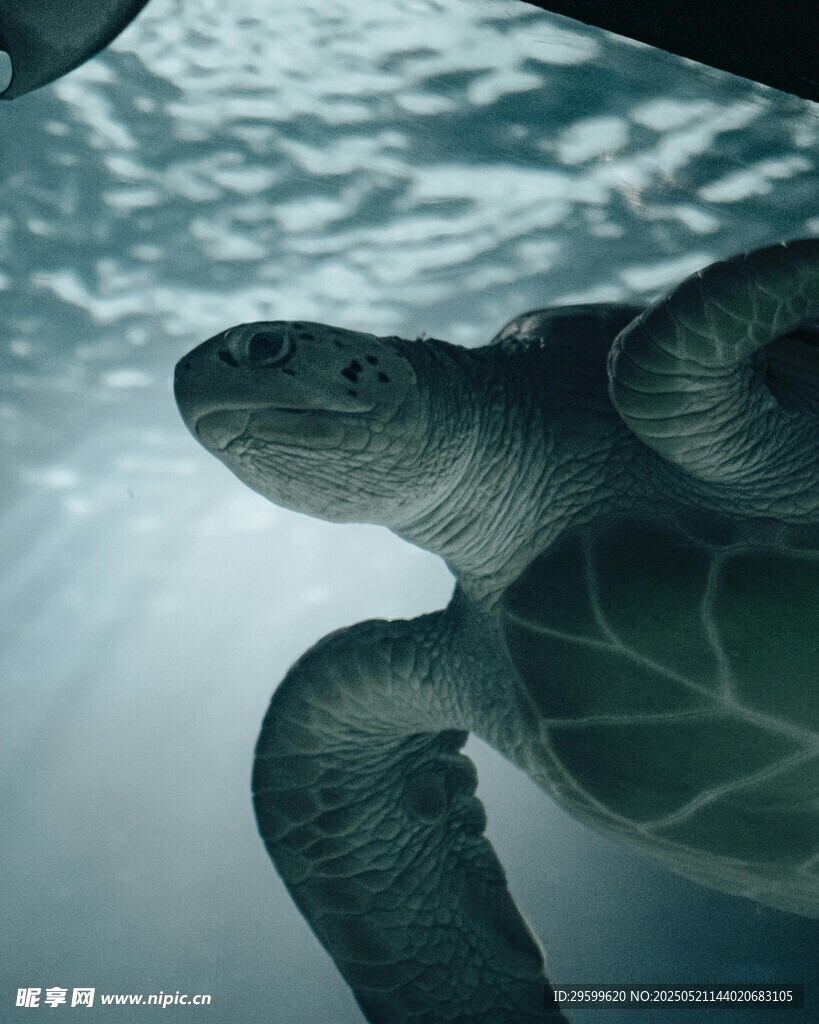 海龟在水中悠然游动