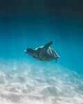 海中遨游的绿海龟