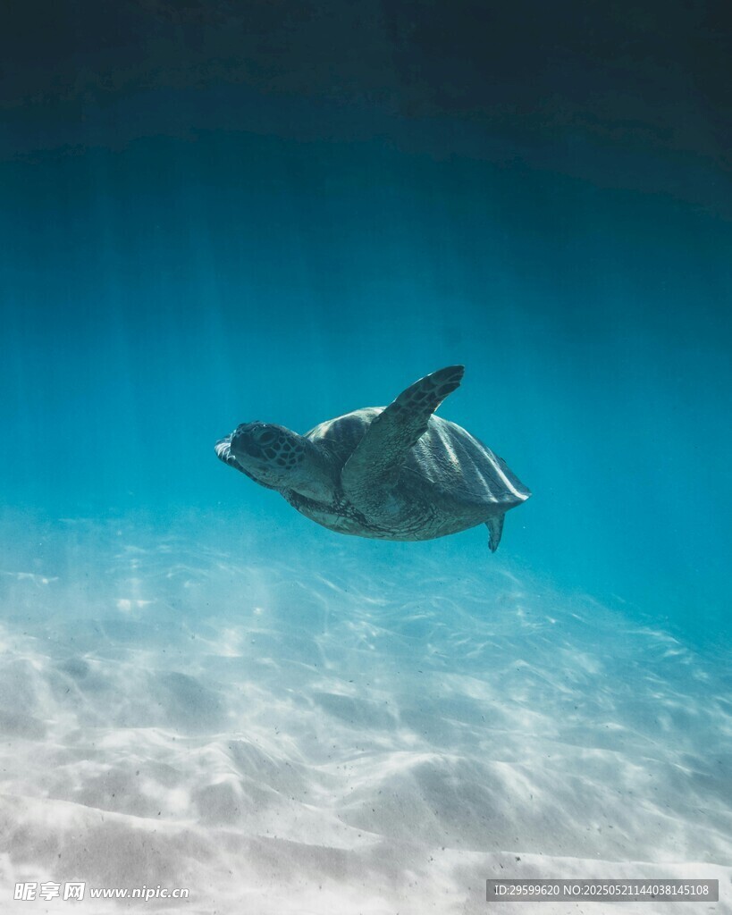 海中遨游的绿海龟
