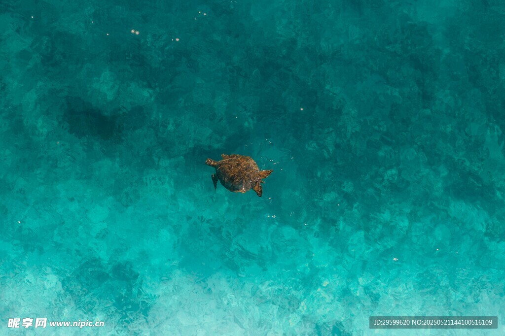 海中独游的橙色生物