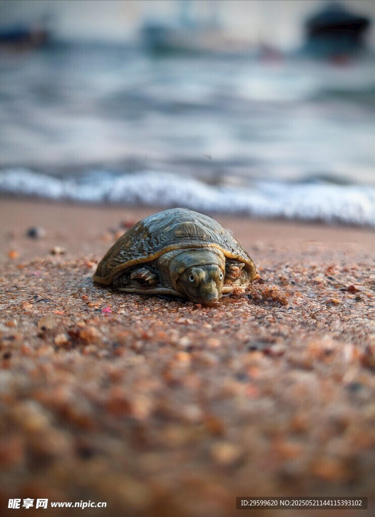 沙滩上的小海龟