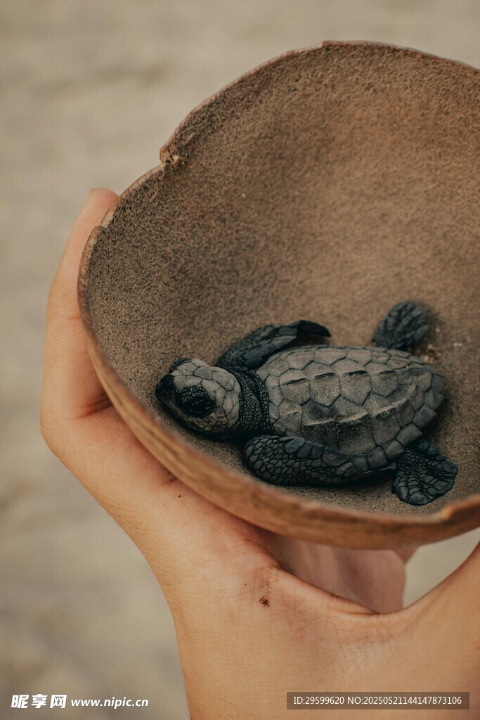 掌心的小海龟