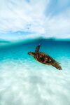 海龟在清澈海水中畅游